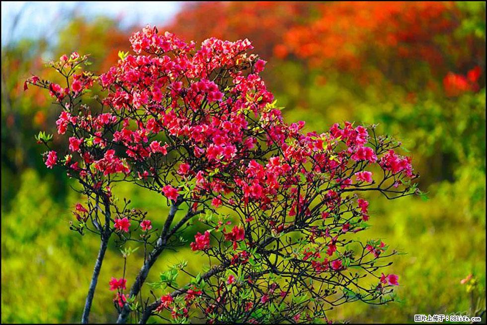 【春天，广西桂林灌阳县向您发出邀请！】春木界上映山红 - 游山玩水 - 抚顺生活社区 - 抚顺28生活网 fushun.28life.com