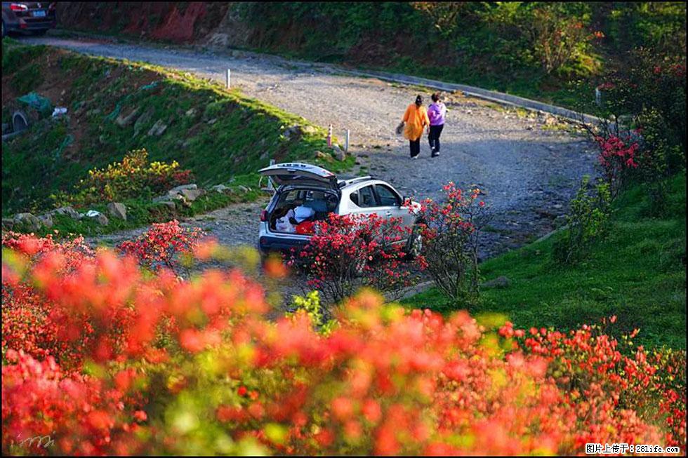 【春天，广西桂林灌阳县向您发出邀请！】春木界上映山红 - 游山玩水 - 抚顺生活社区 - 抚顺28生活网 fushun.28life.com