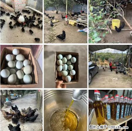 油茶园从小鸡仔开始养起的纯土鸡、土鸡蛋可以预定啦!还有前几天刚榨的纯山茶油哦 - 土特产 - 饮食特产 - 抚顺分类信息 - 抚顺28生活网 fushun.28life.com