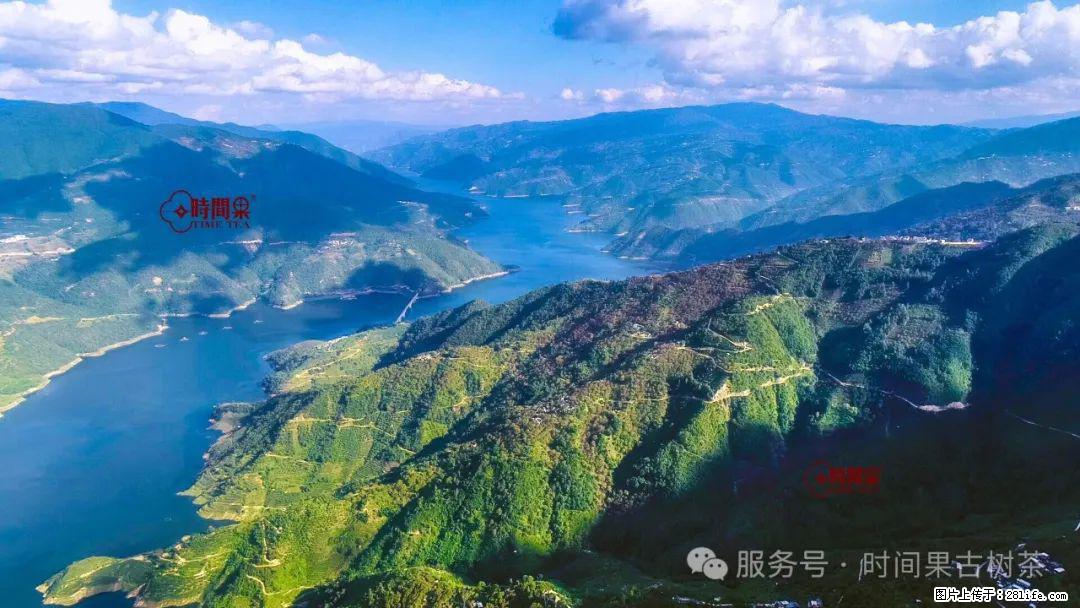 时间果百年古树龙珠普洱生茶 - 购物交流 - 抚顺生活社区 - 抚顺28生活网 fushun.28life.com