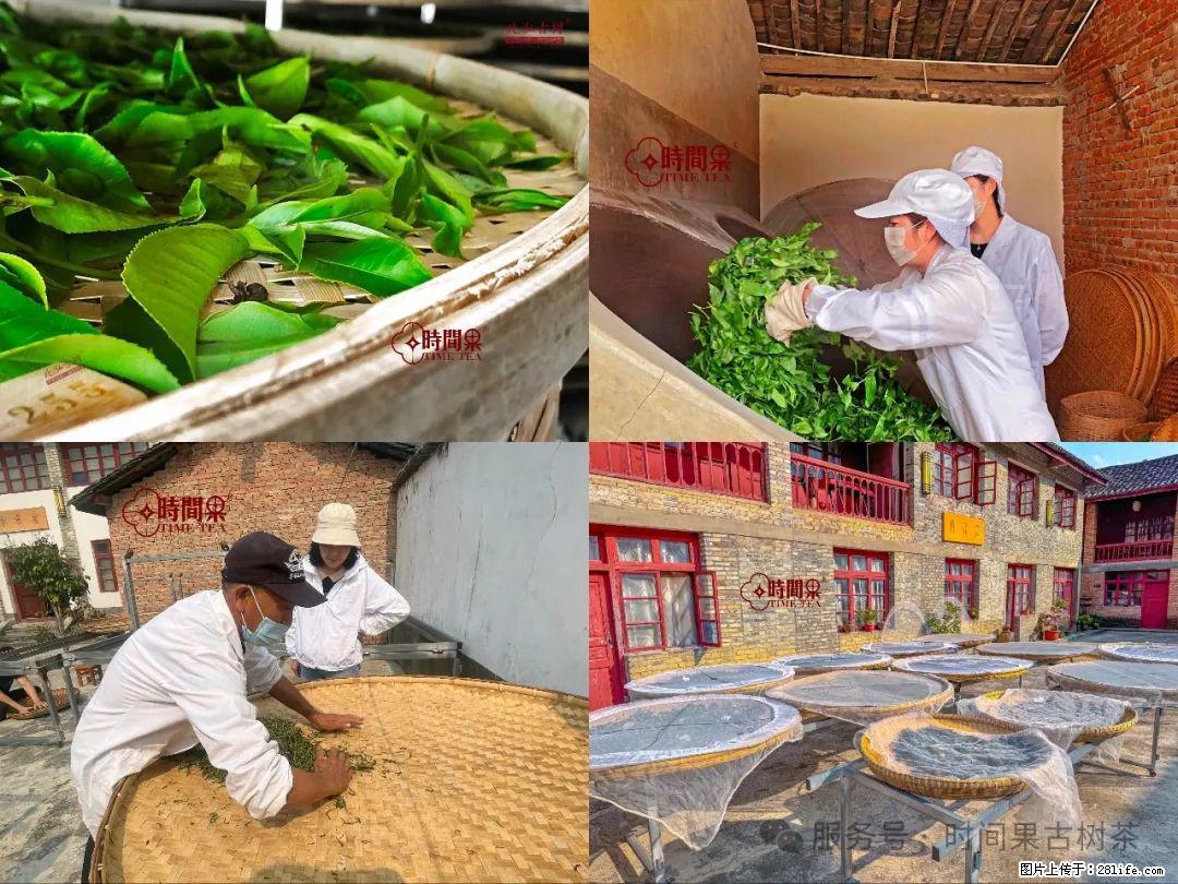 时间果百年古树龙珠普洱生茶 - 购物交流 - 抚顺生活社区 - 抚顺28生活网 fushun.28life.com