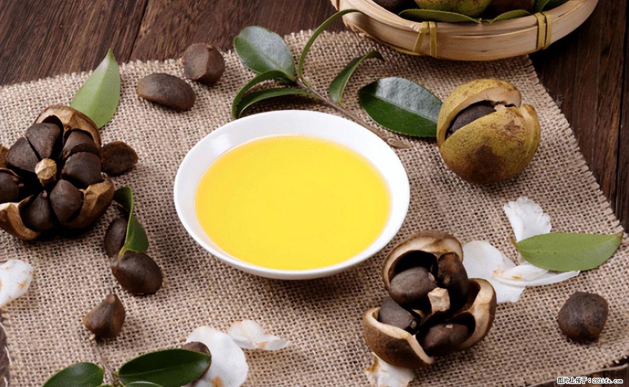 揭秘茶油的5大核心营养成分！被称为人体健康的“守护盾”！ - 抚顺生活资讯 - 抚顺28生活网 fushun.28life.com