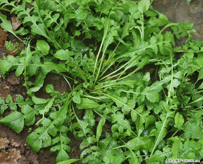 这些蔬菜是“天然钙片”，这6种被医生重点推荐 - 抚顺生活资讯 - 抚顺28生活网 fushun.28life.com