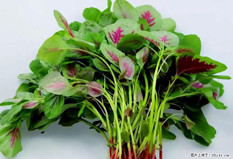 这些蔬菜是“天然钙片”，这6种被医生重点推荐 - 抚顺生活资讯 - 抚顺28生活网 fushun.28life.com