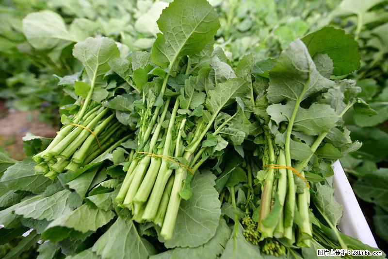 这些蔬菜是“天然钙片”，这6种被医生重点推荐 - 抚顺生活资讯 - 抚顺28生活网 fushun.28life.com